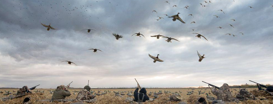 Waterfowl hunters in a field with ducks flying overhead at sunrise